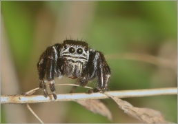 <p>SKÁKAVKA ČERNÁ (Evarcha arcuata) ---- /species of jumping spiders - Spinnenart aus der Familie der Springspinnen/</p>
